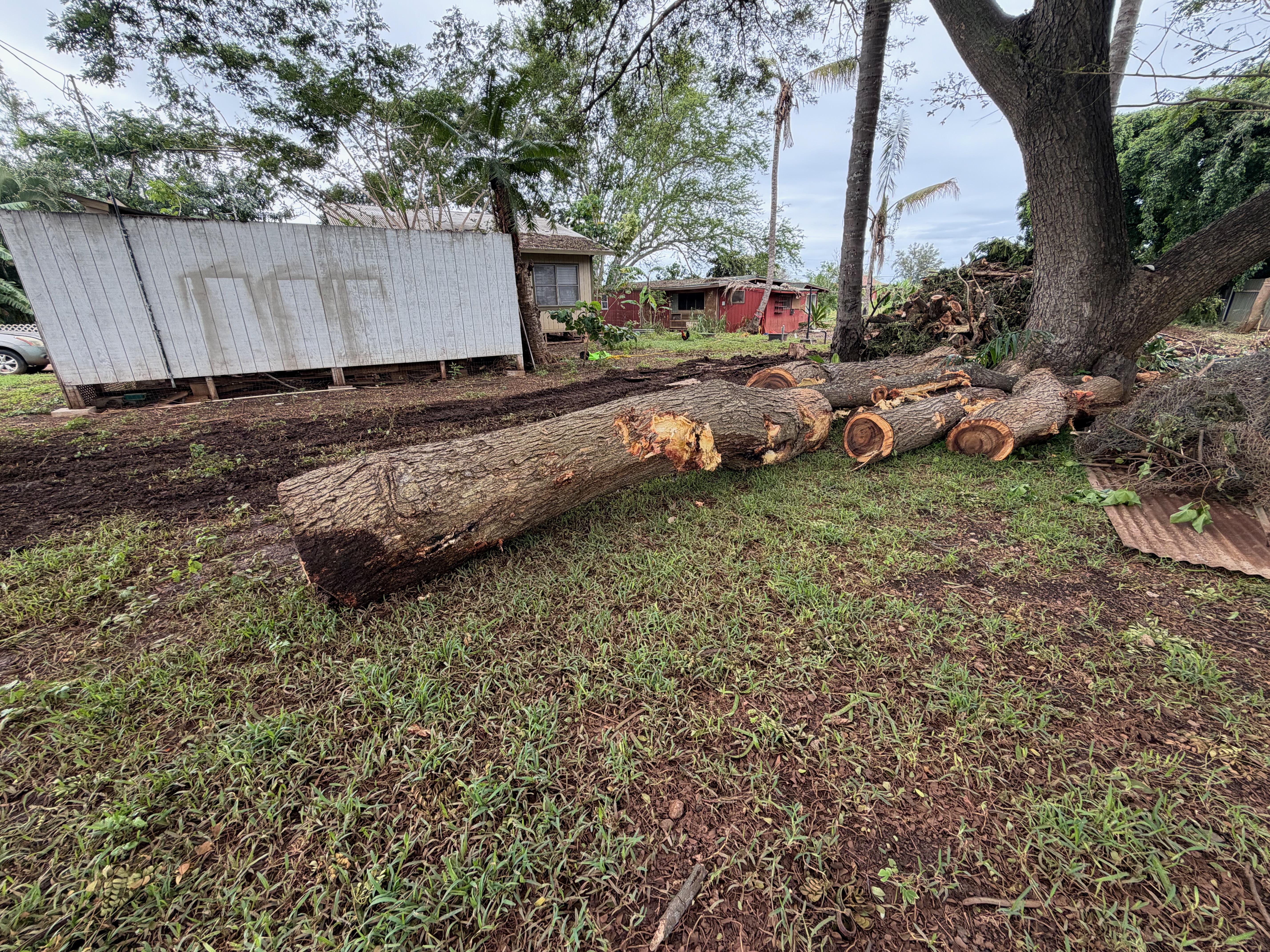 Tree Removal Service 3