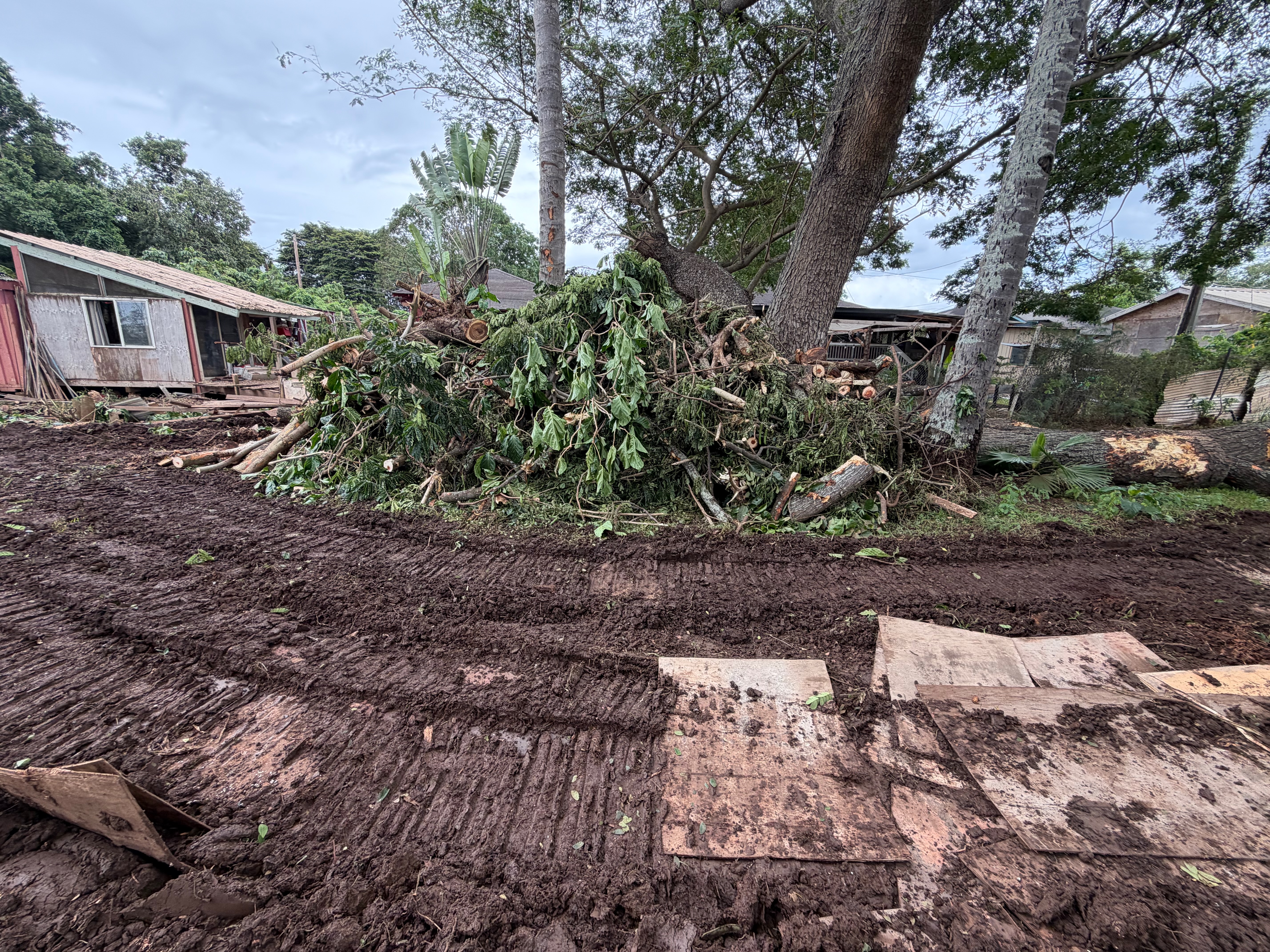 Tree Removal Service 2